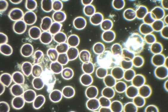 cells under microscope