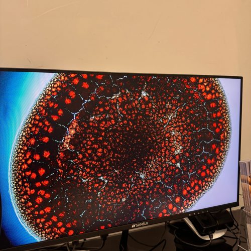 cell under mircroscope