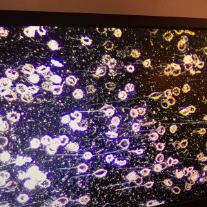 cells under mircroscope